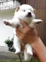 柴犬(標準サイズ)【島根県・男の子・2025年8月22日・白】の写真3