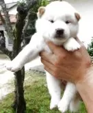 柴犬(標準サイズ)【島根県・男の子・2025年8月22日・白】の写真5