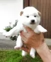柴犬(標準サイズ)【島根県・男の子・2025年8月22日・白】の写真6
