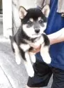 柴犬(標準サイズ)【島根県・女の子・2025年8月22日・黒】の写真7