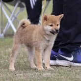 柴犬(標準サイズ)【島根県・男の子・2024年7月17日・赤】の写真1