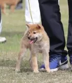 柴犬(標準サイズ)【島根県・男の子・2024年7月17日・赤】の写真2