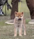 柴犬(標準サイズ)【島根県・男の子・2024年7月17日・赤】の写真3