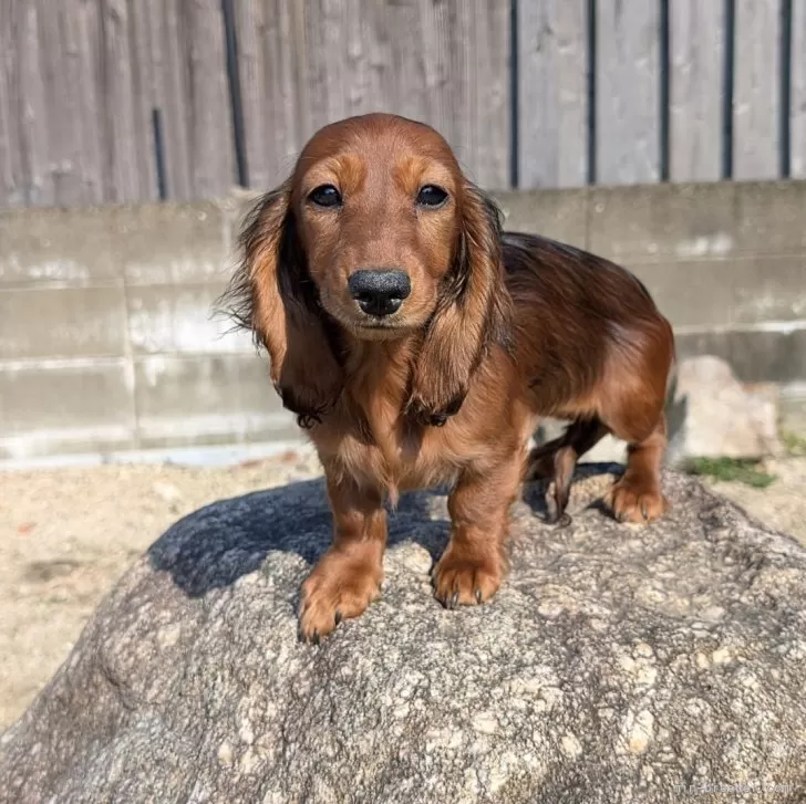 H.Y 様のお迎えした子犬
