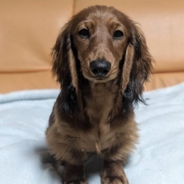 ミニチュアダックスフンド(ロング)【福岡県・男の子・2024年11月29日・レッド】の写真「ドイツ系の元気で」
