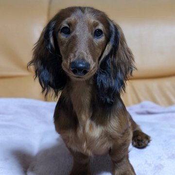 ミニチュアダックスフンド(ロング)【福岡県・男の子・2024年11月29日・レッド】の写真「ドイツ系の綺麗なレッドの男の子です。」