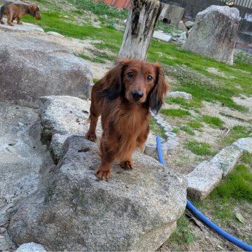 ミニチュアダックスフンド(ロング)【福岡県・男の子・2023年10月17日・レッド】の写真「チャンピオン犬の子で綺麗な男の子です」
