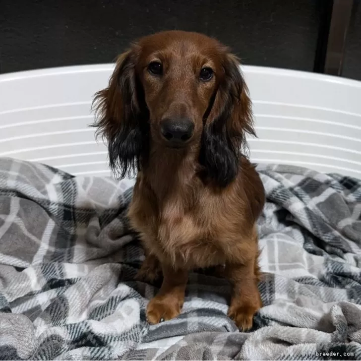 ID:2405-00279の子犬