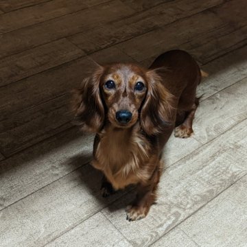 カニンヘンダックスフンド(ロング)【福岡県・女の子・2023年4月29日・レッド】の写真「毛並みの良い甘えん坊な子です」