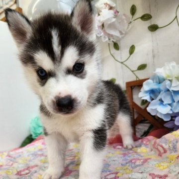 シベリアンハスキー【愛知県・男の子・2024年4月26日・ブラック&ホワイト】の写真「オッドアイのチャンピオン犬の子供です」