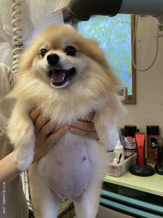 杉原沙緒里ブリーダーのブログ：ノエルちゃん出産予定日突入