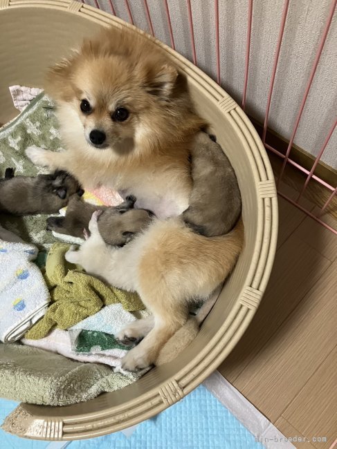 杉原沙緒里ブリーダーのブログ：ポメラニアンのノエル出産！！