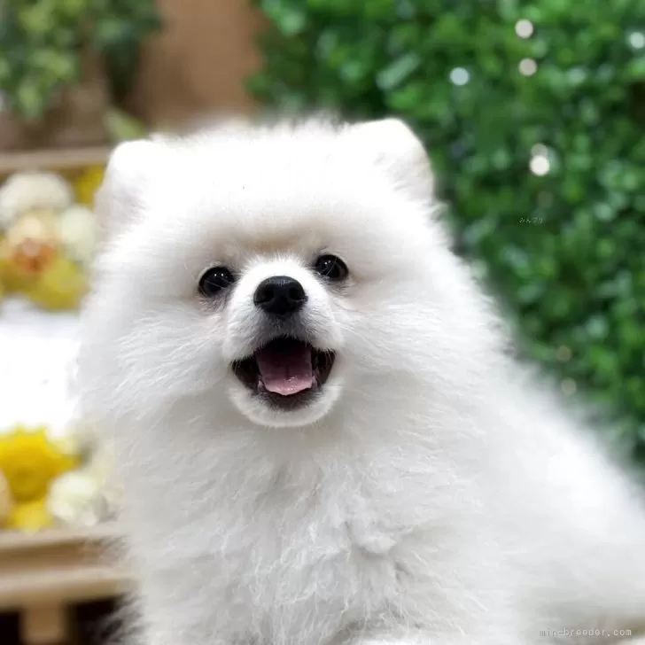 ID:2506-04609の子犬