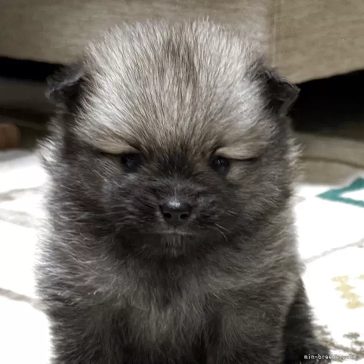 ポメラニアン【愛媛県・男の子・2025年10月26日・オレンジ】の写真1