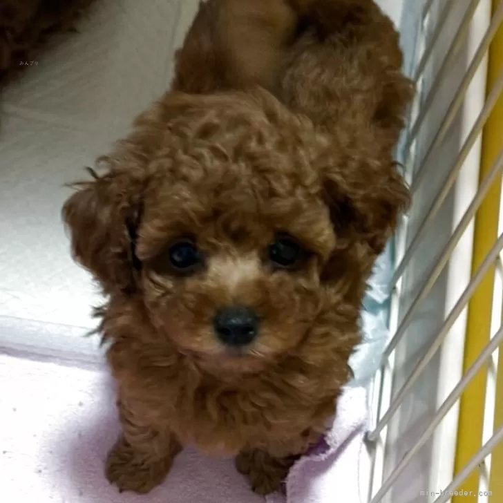 ID：2506-04043の子犬
