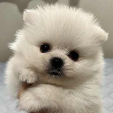 ポメラニアン【愛媛県・男の子・2024年12月8日・ホワイト】の写真「小さくても元気いっぱいの男の子」