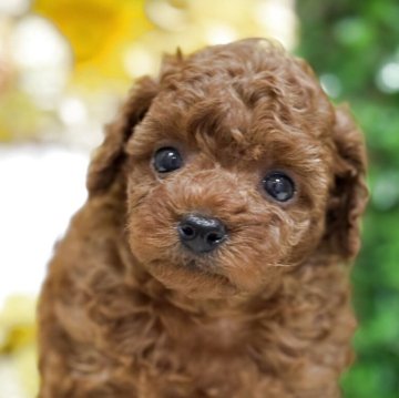 トイプードルのレッド系の子犬を探す｜ブリーダー直販の子犬販売