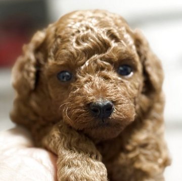 トイプードル(タイニー)【愛媛県・男の子・2025年8月4日・レッドフォーン】の写真「のんびりやさんの三男」