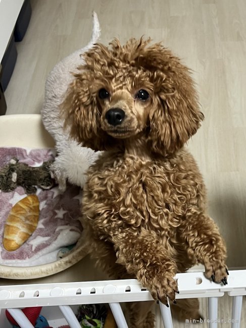 トイプードル【・女の子・2023年7月2日・レッド】