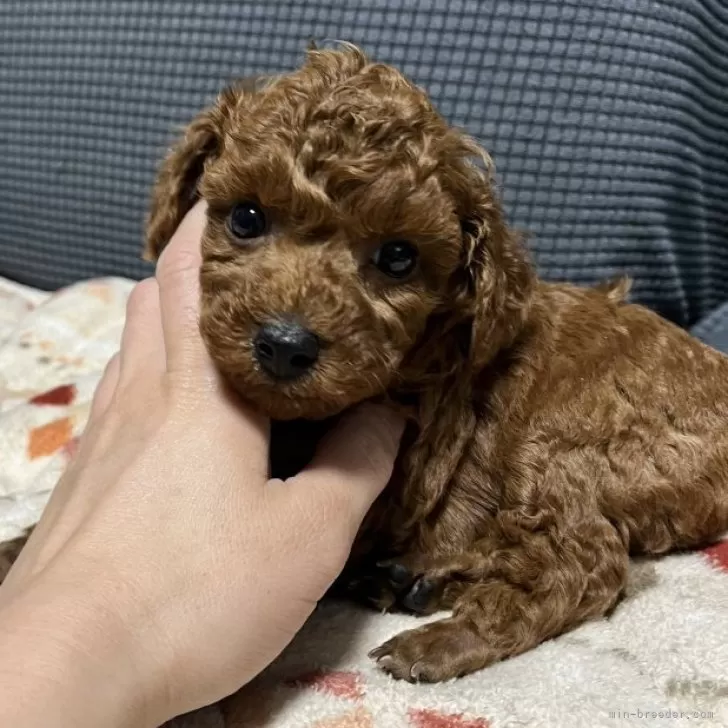 K.O 様のお迎えした子犬