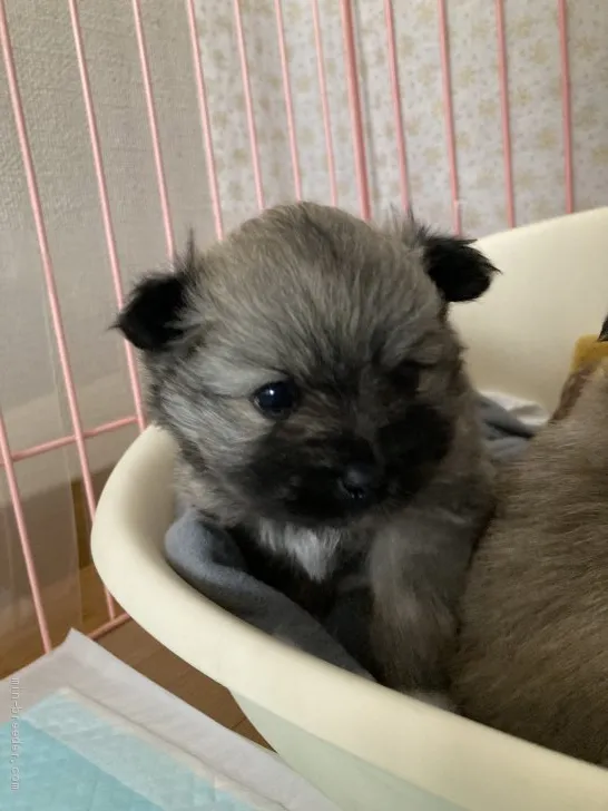 ID:2012-00104の子犬
