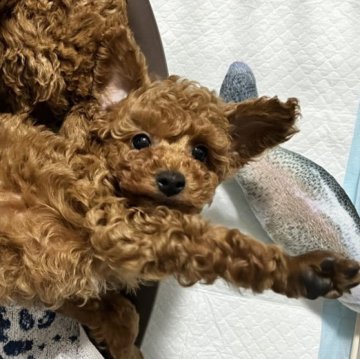 トイプードル(トイ)【愛媛県・男の子・2024年2月8日・レッド】の写真「元気いっぱいのお利口さん」