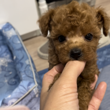 トイプードル(タイニー)【愛媛県・女の子・2023年7月2日・レッド】の写真「小ぶりな可愛らしいお顔の女の子♡遺伝病発症なし！！」