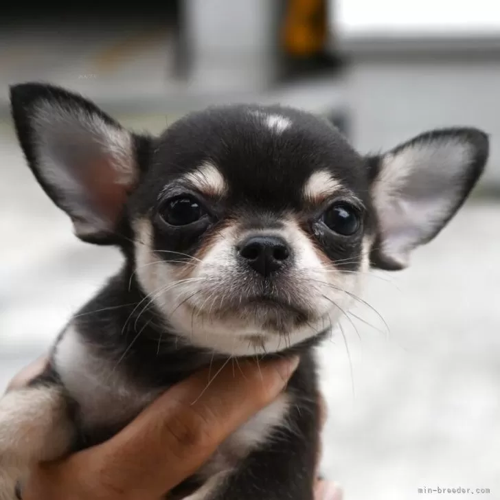 M.Y 様のお迎えした子犬