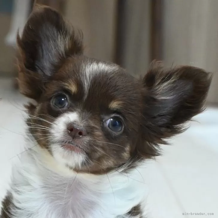 I.A 様のお迎えした子犬