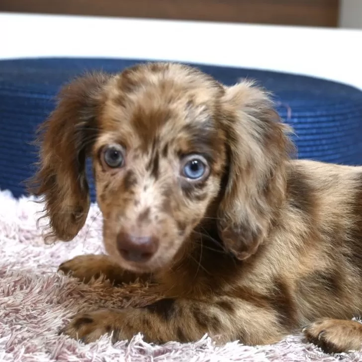 Y.Y 様のお迎えした子犬