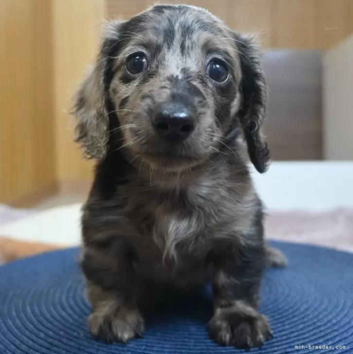 みゆみゆ 様のお迎えした子犬