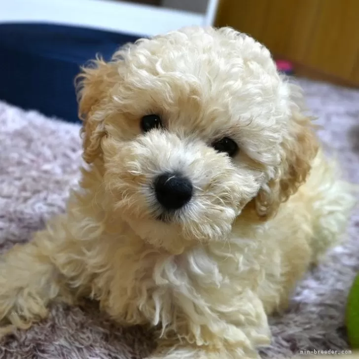 S.N 様のお迎えした子犬