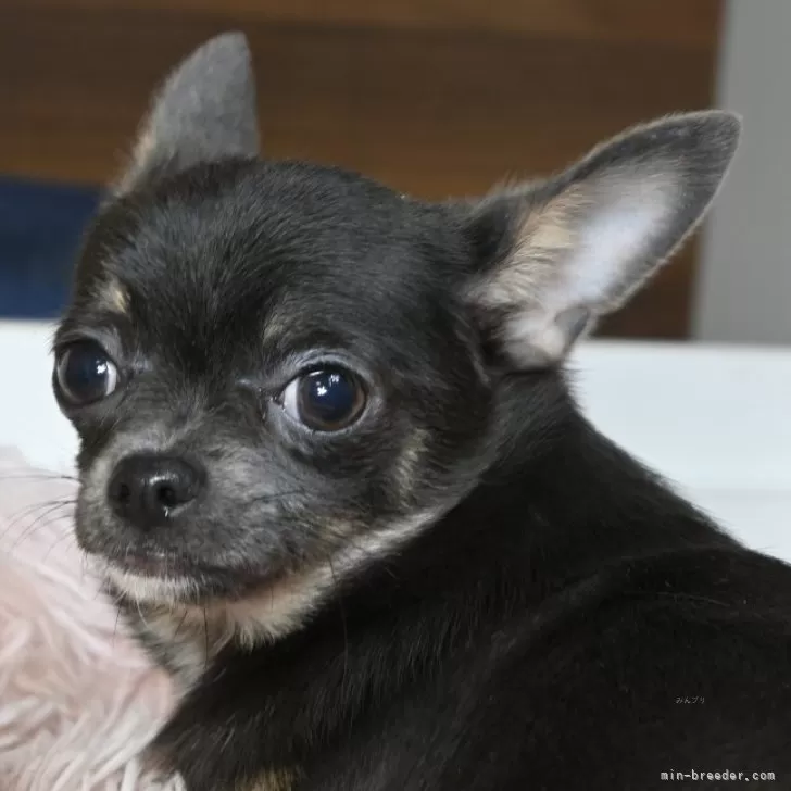 ココリン 様のお迎えした子犬