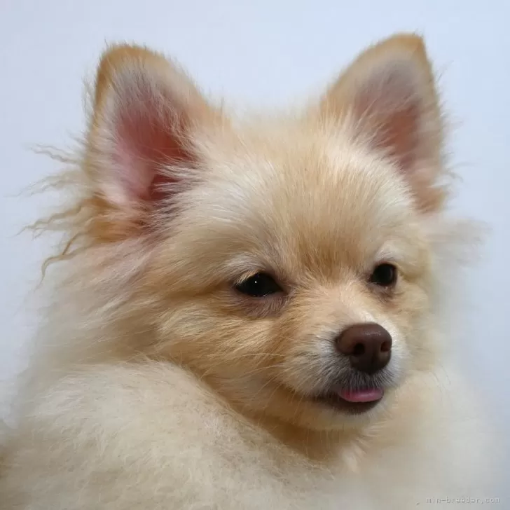 ID：2409-02167の子犬