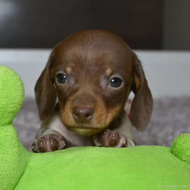 ID:2501-07969の子犬