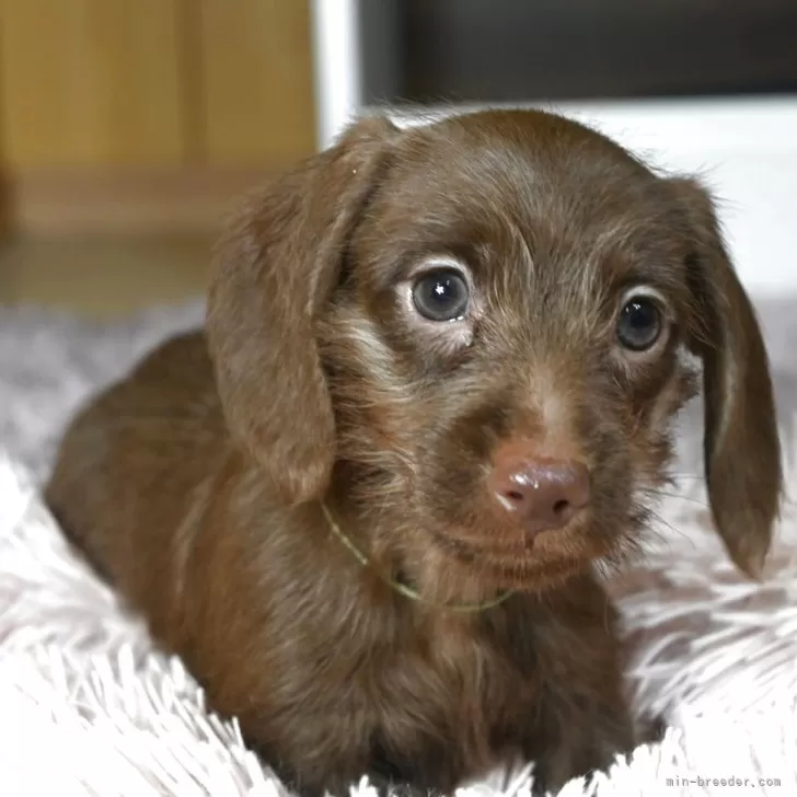 ID：2503-07003の子犬