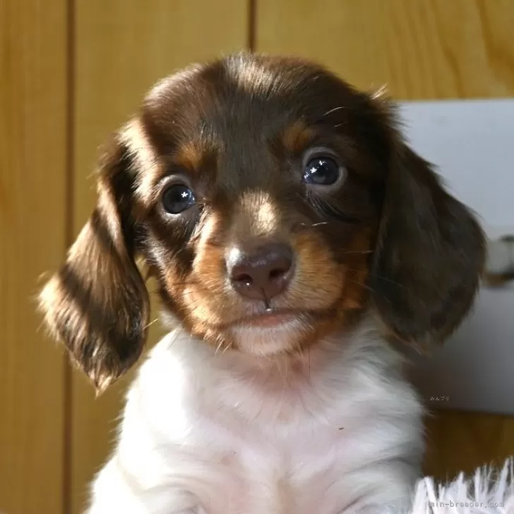 ID:2501-07922の子犬