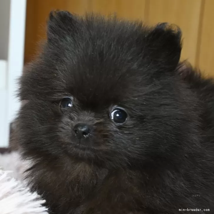 ID：2412-07576の子犬