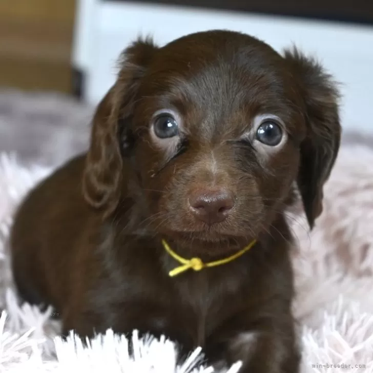 ID:2503-07038の子犬