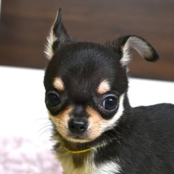 チワワ(スムース)【大分県・男の子・2025年2月28日・ブラック&タン】の写真「父親犬遺伝子検査クリア」