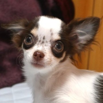 チワワ(ロング)【大分県・女の子・2025年9月13日・ホワイト&チョコレート】の写真「可愛い女の子です。母親遺伝子検査クリアです。」