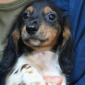 ミニチュアダックスフンド(ロング)【大分県・男の子・2025年8月18日・ブラック&タン、パイボールド】の写真「可愛い男の子です。両親共遺伝子検査クリアです。」