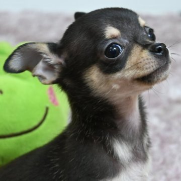 チワワ(スムース)【大分県・男の子・2025年2月28日・ブラック&タン】の写真「父親犬遺伝子検査クリア」