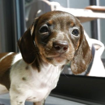 ミニチュアダックスフンド(スムース)【大分県・女の子・2025年8月18日・チョコタン、パイボールド】の写真「可愛い女の子です。両親犬遺伝子検査クリアです。」