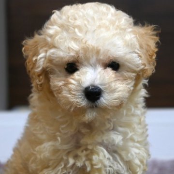 トイプードル(トイ)【大分県・女の子・2025年6月12日・クリーム】の写真「珍しい毛色の可愛い女の子です。」