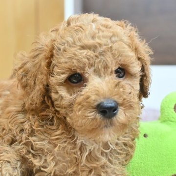 トイプードル(トイ)【大分県・男の子・2025年5月3日・アプリコット】の写真「1mmアンダー、母犬遺伝子検査クリア」