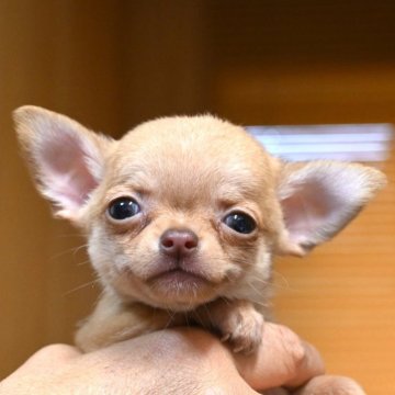 チワワ(スムース)【大分県・男の子・2025年2月28日・レッド】の写真「4/25までの掲載です。父親犬遺伝子検査クリア」