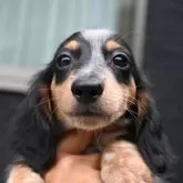 ミニチュアダックスフンド(ロング)【大分県・男の子・2025年7月29日・ブラック&タン、パイボールド】の写真1「10/09体重1500g」