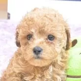 トイプードル(トイ)【大分県・女の子・2025年5月3日・アプリコット】の写真1「体重670g、1㎜アンダー」