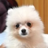 ポメラニアン